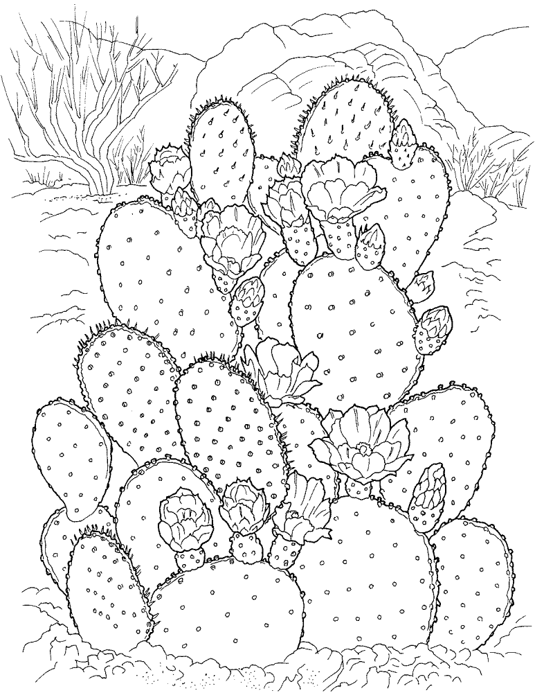 Desenho de Deserto para colorir e imprimir: número 19