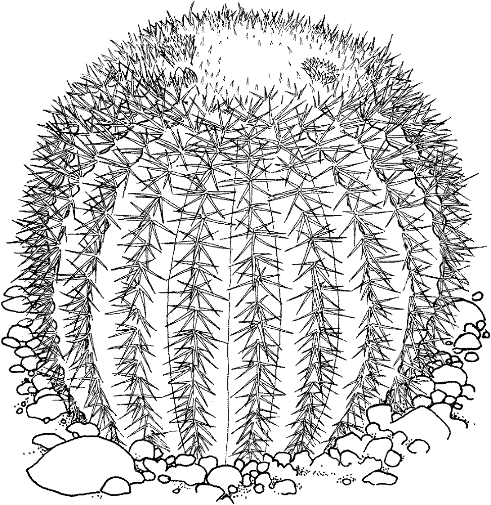 Desenho de Deserto para colorir e imprimir: número 25