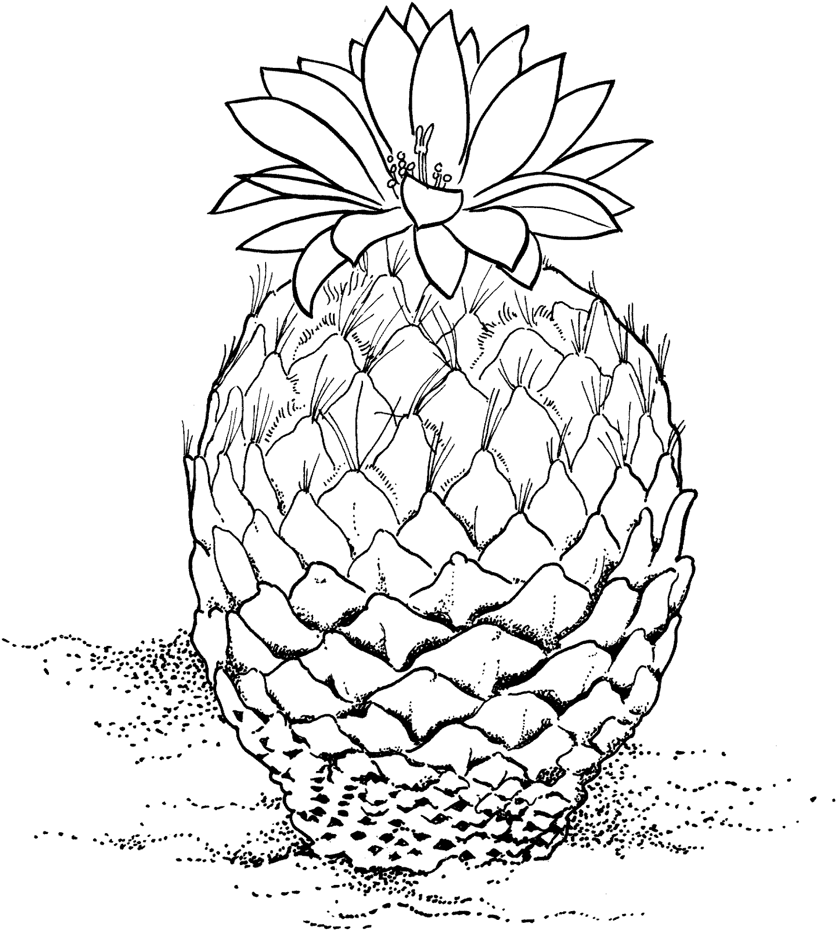 Desenho de Deserto para colorir e imprimir: número 26