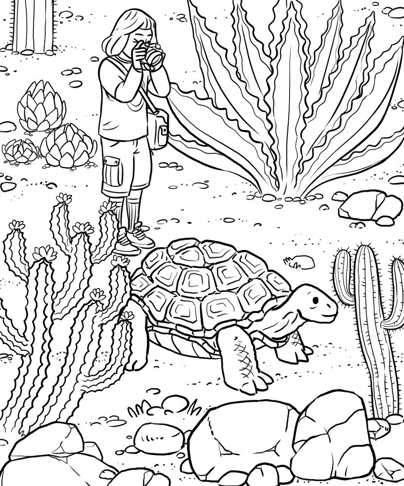 Desenho de Deserto para colorir e imprimir: número 27