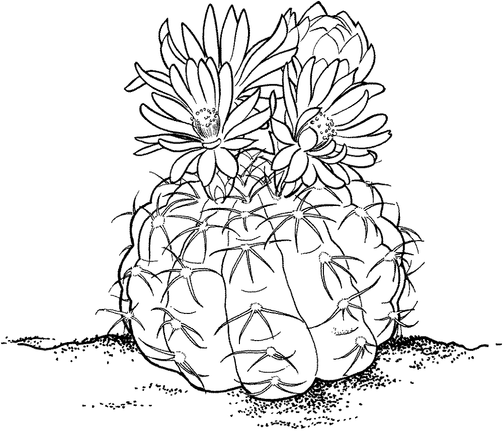 Desenho de Deserto para colorir e imprimir: número 29