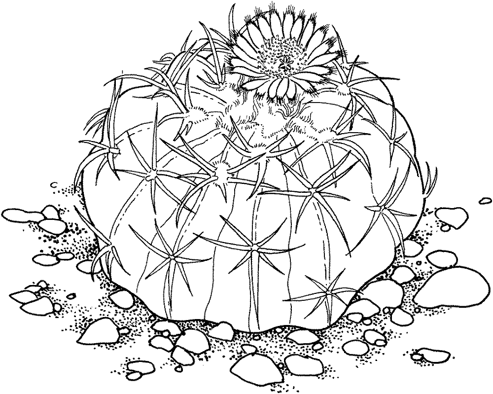 Desenho de Deserto para colorir e imprimir: número 30