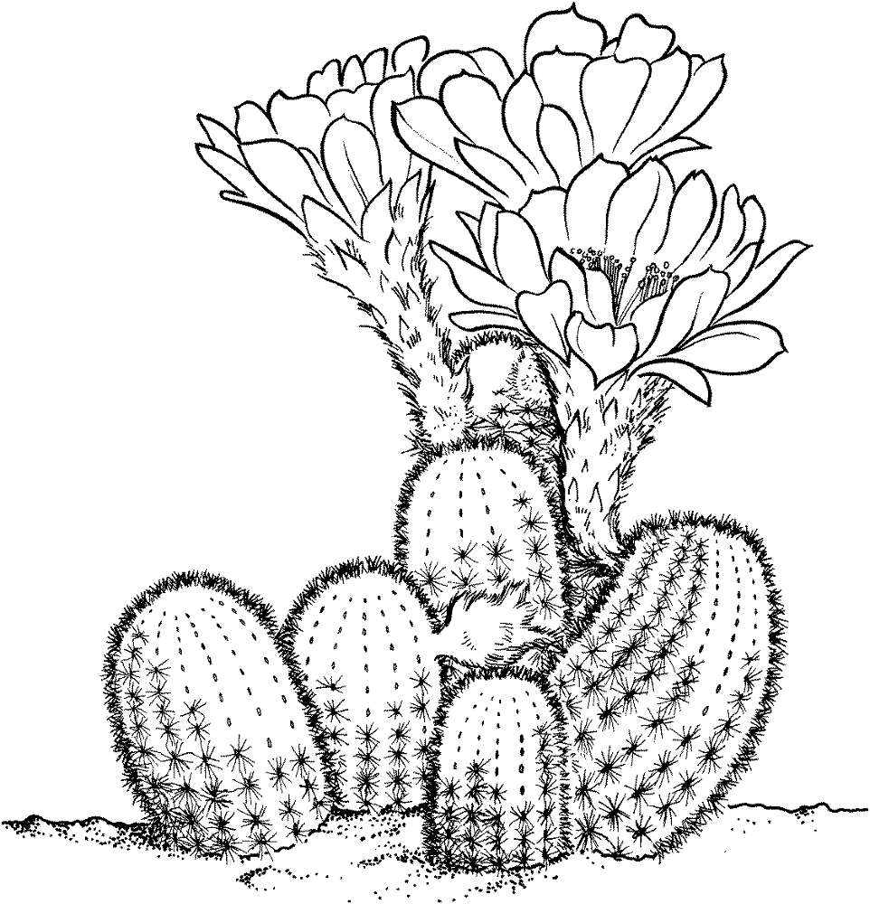 Desenho de Deserto para colorir e imprimir: número 31