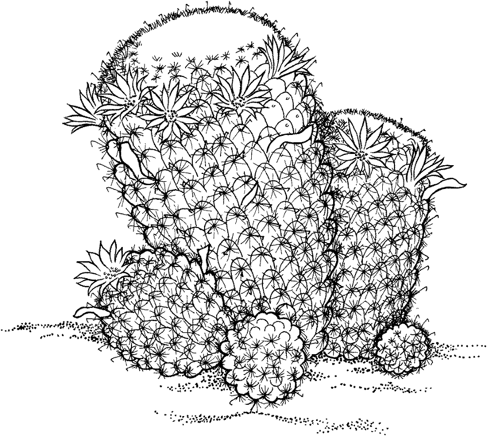 Desenho de Deserto para colorir e imprimir: número 33