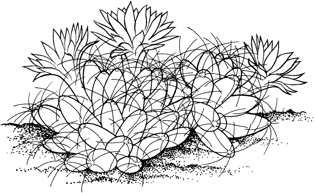 Desenho de Deserto para colorir e imprimir: número 35