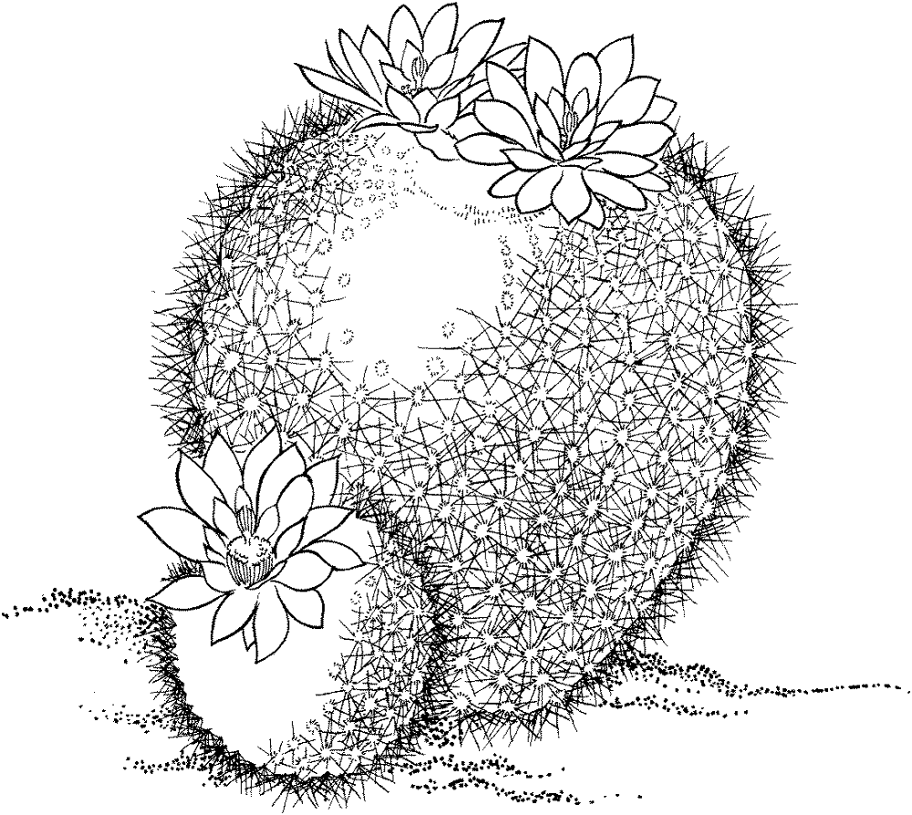 Desenho de Deserto para colorir e imprimir: número 36