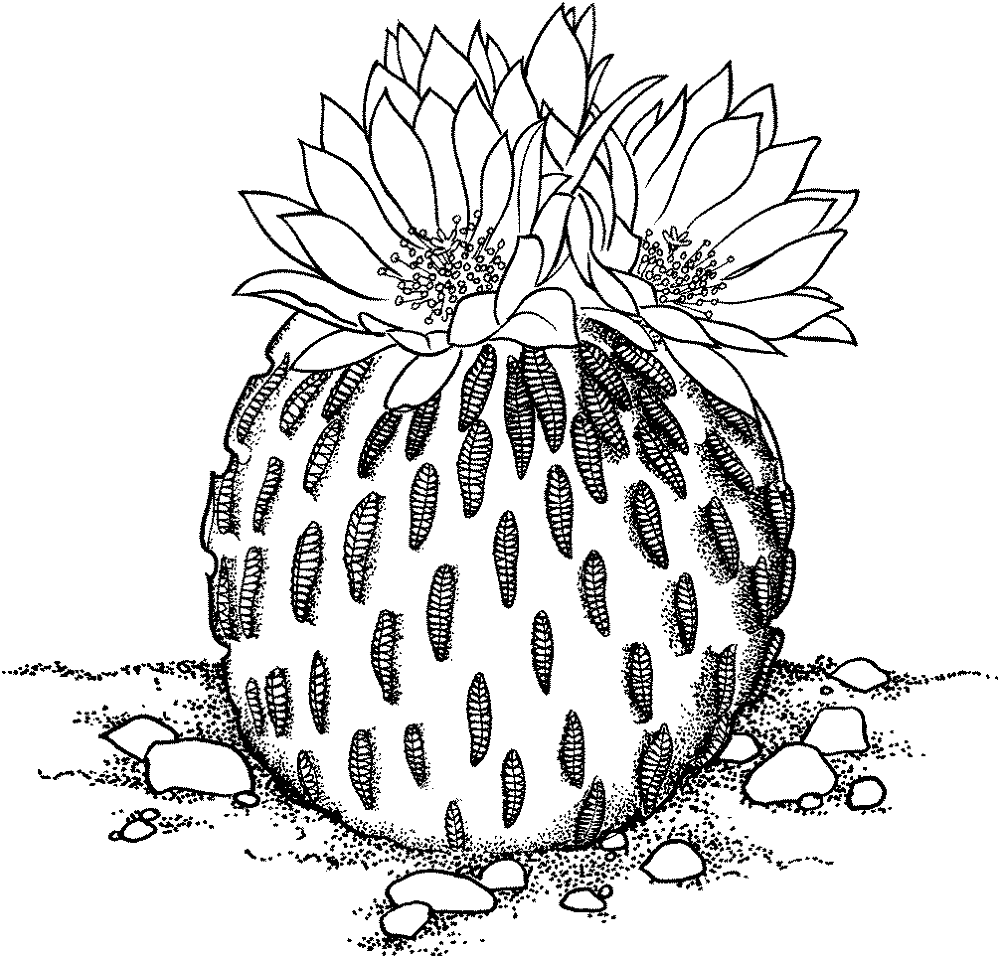 Desenho de Deserto para colorir e imprimir: número 37