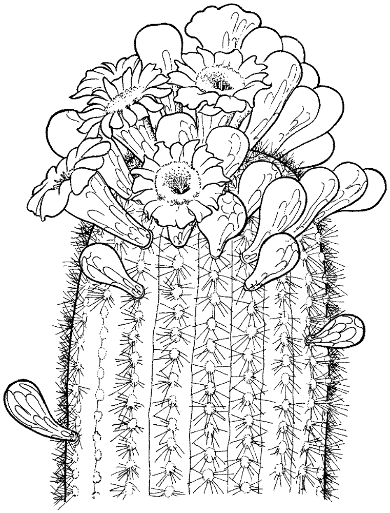 Desenho de Deserto para colorir e imprimir: número 38