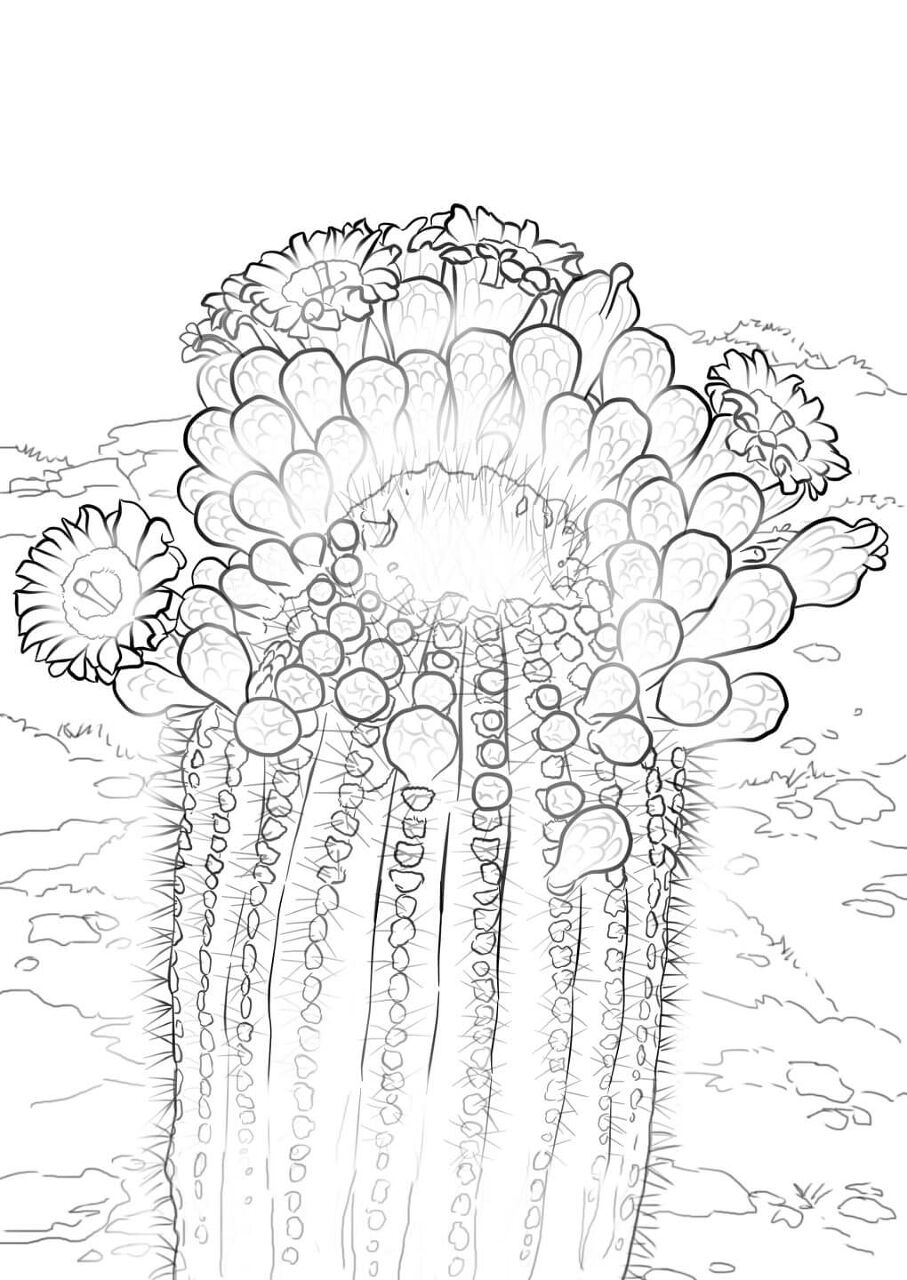 Desenho de Deserto para colorir e imprimir: número 39