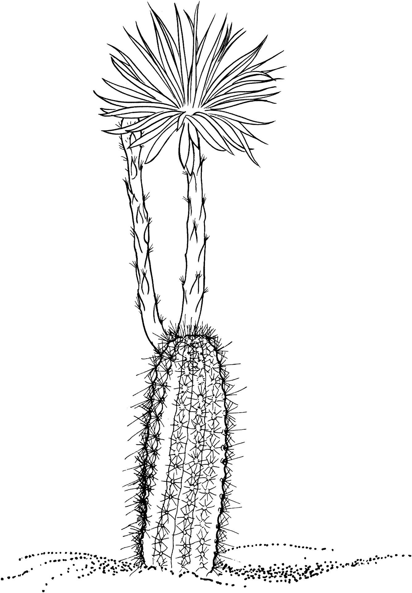 Desenho de Deserto para colorir e imprimir: número 40