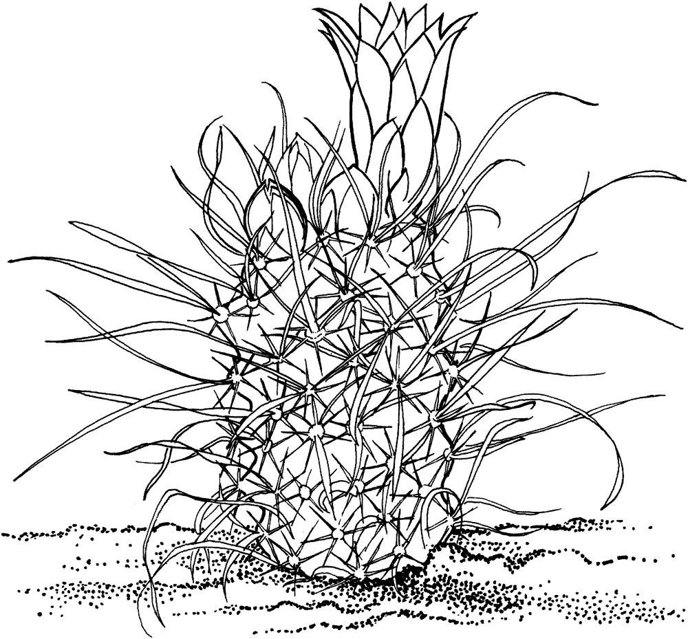 Desenho de Deserto para colorir e imprimir: número 44