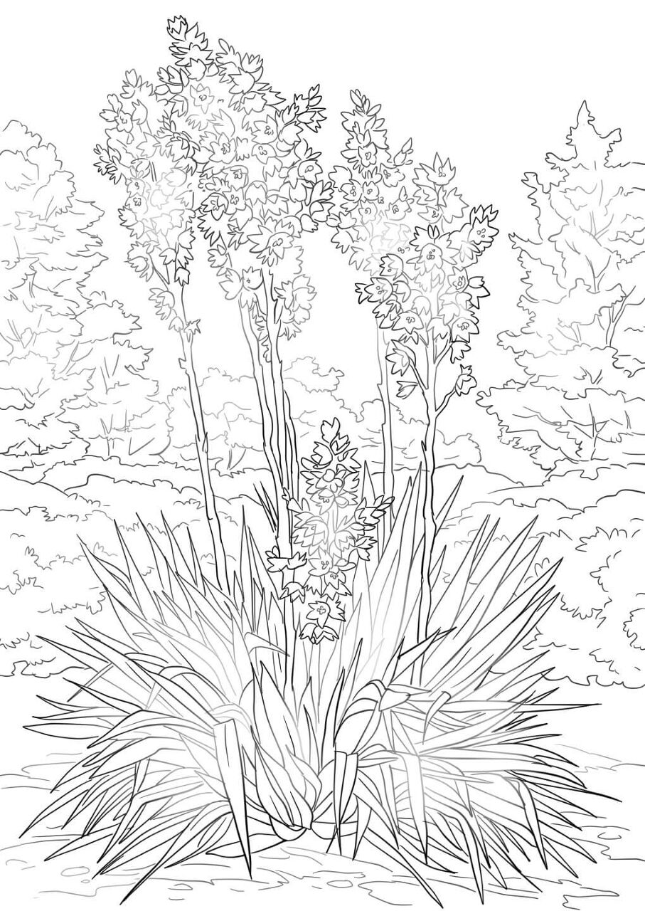 Desenho de Deserto para colorir e imprimir: número 45