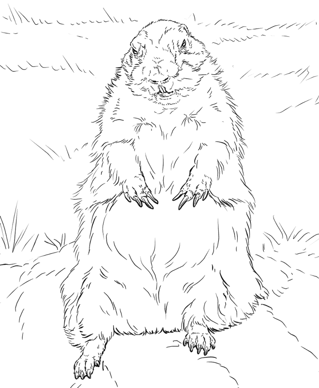 Desenho de Dia Da Marmota para colorir e imprimir: número 2
