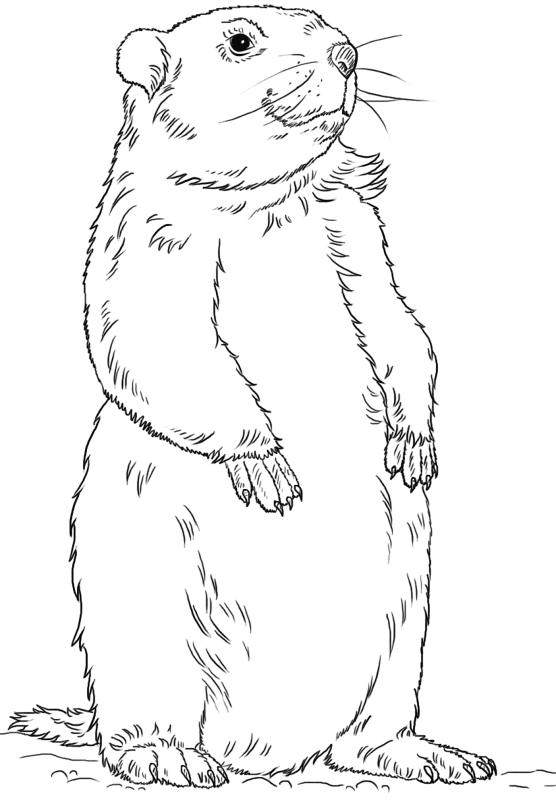 Desenho de Dia Da Marmota para colorir e imprimir: número 3