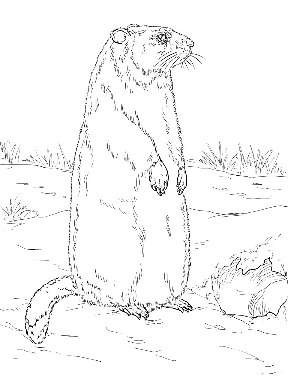 Desenho de Dia Da Marmota para colorir e imprimir: número 9