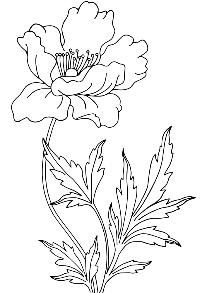 Desenho de Dia Do Armistício para colorir e imprimir: número 5