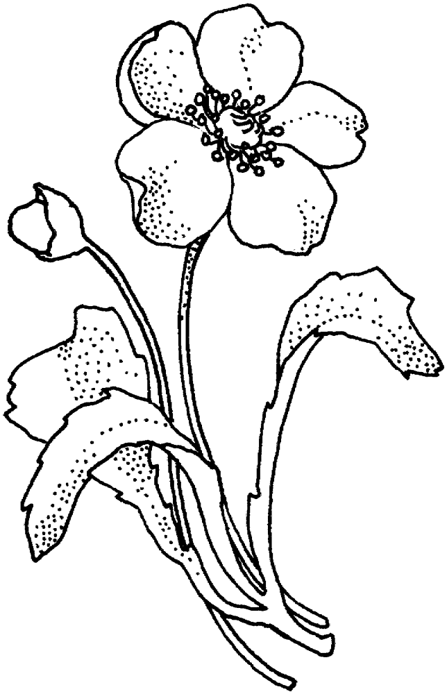 Desenho de Dia Do Armistício para colorir e imprimir: número 6