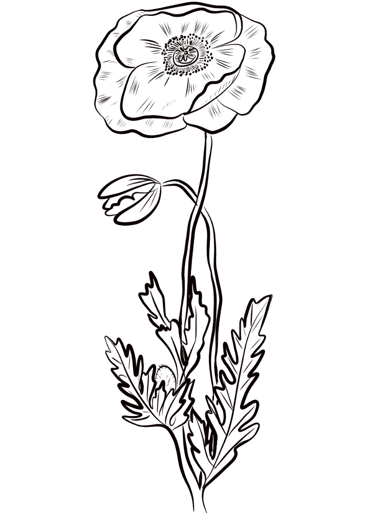 Desenho de Dia Do Armistício para colorir e imprimir: número 19