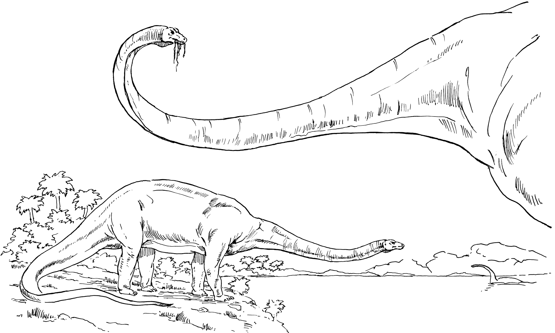 Desenho de Diplodoco para colorir e imprimir: número 4