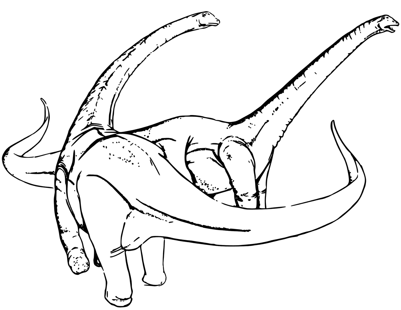 Desenho de Diplodoco para colorir e imprimir: número 14