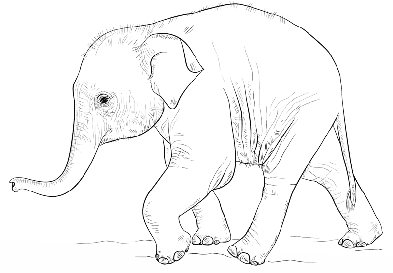 Desenho de Elefantes para colorir e imprimir: número 15