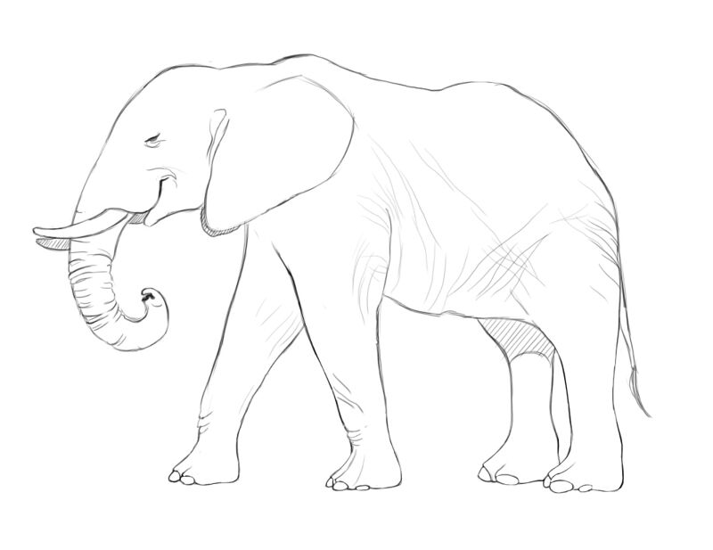 Desenho de Elefantes para colorir e imprimir: número 28