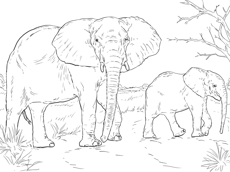 Desenho de Elefantes para colorir e imprimir: número 30