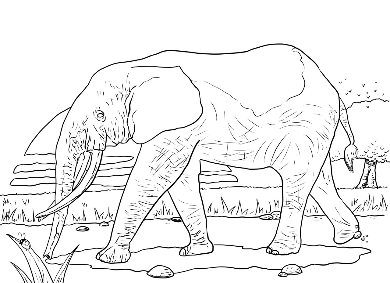 Desenho de Elefantes para colorir e imprimir: número 31