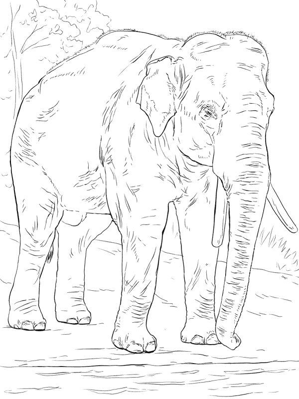 Desenho de Elefantes para colorir e imprimir: número 33