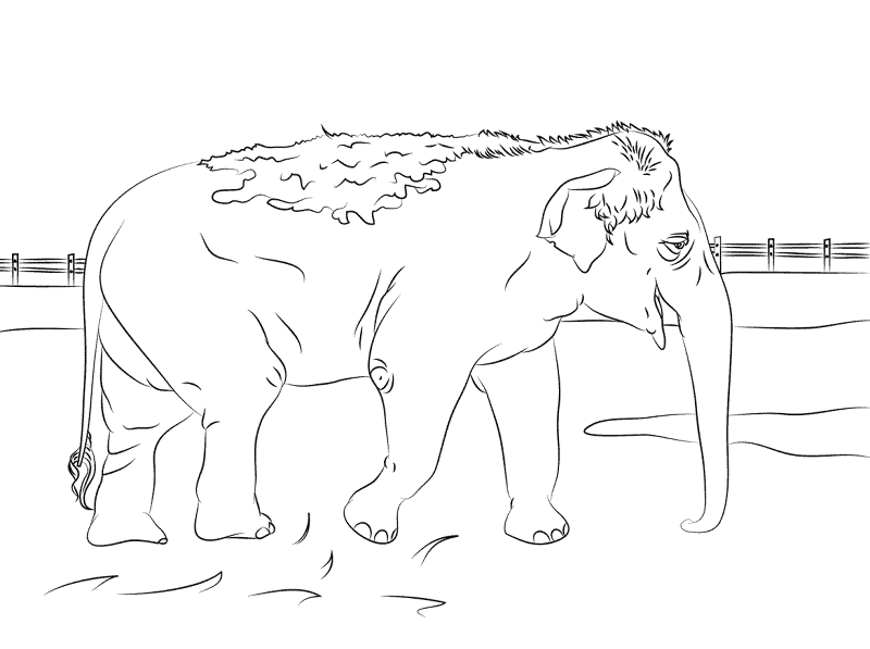 Desenho de Elefantes para colorir