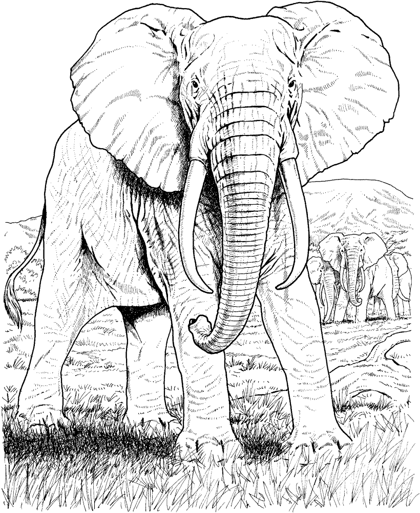 Desenho de Elefantes para colorir