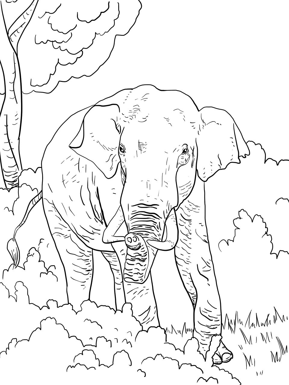 Desenho de Elefantes para colorir