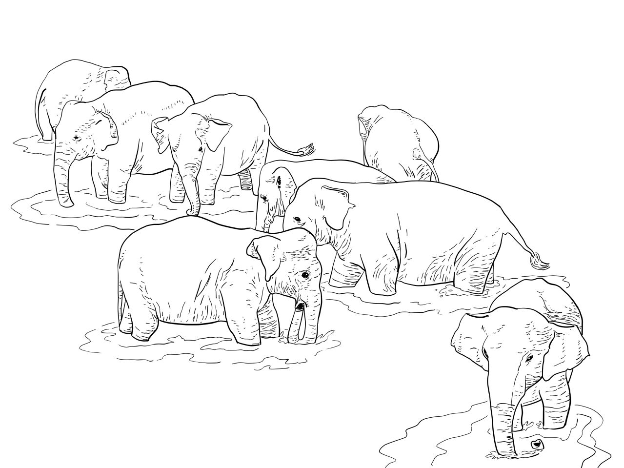 Desenho de Elefantes para colorir