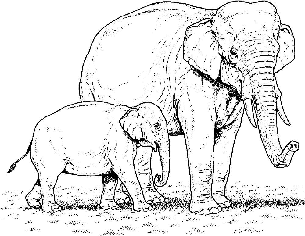 Desenho de Elefantes para colorir