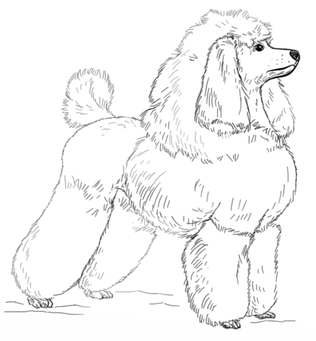 Desenho de Elegante para colorir e imprimir: número 41