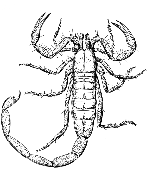 Desenho de Escorpiões para colorir e imprimir: número 13