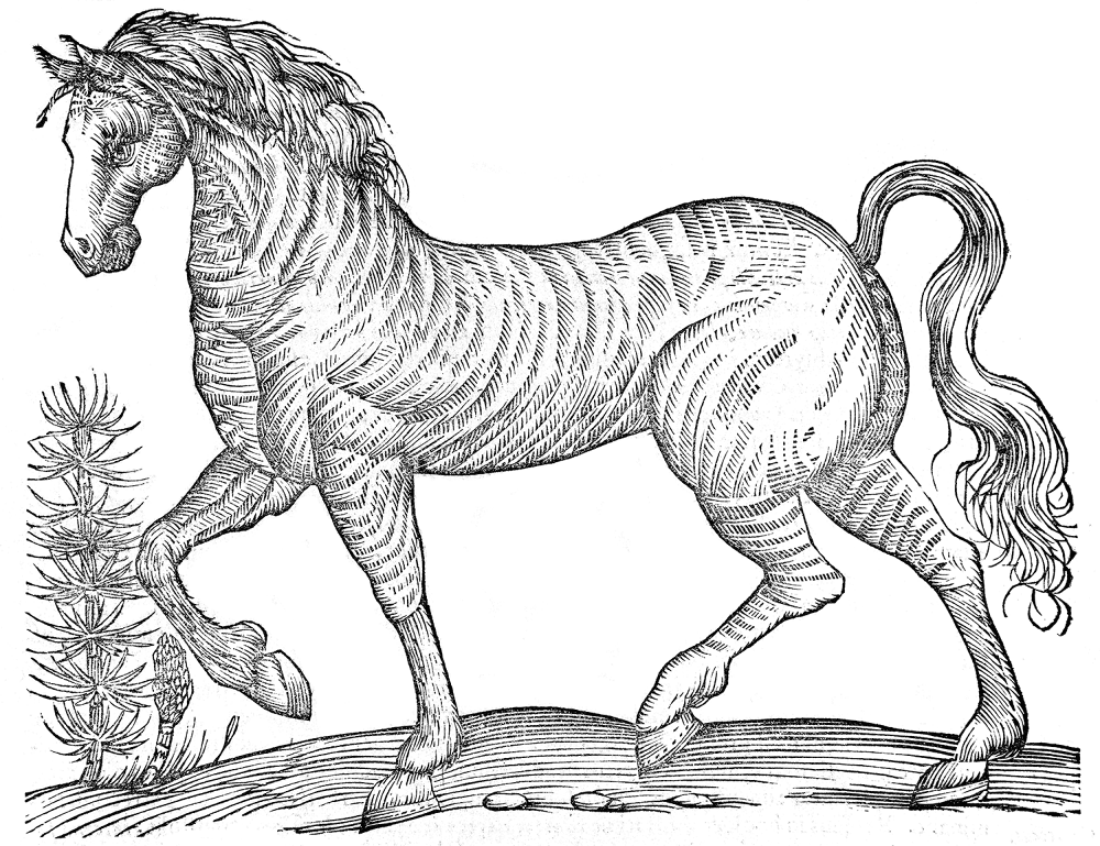 Desenho de Esportes Equestres para colorir e imprimir: número 1