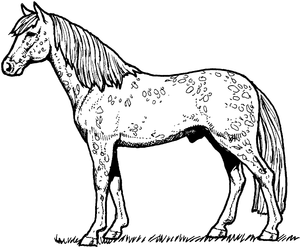 Desenho de Esportes Equestres para colorir e imprimir: número 20