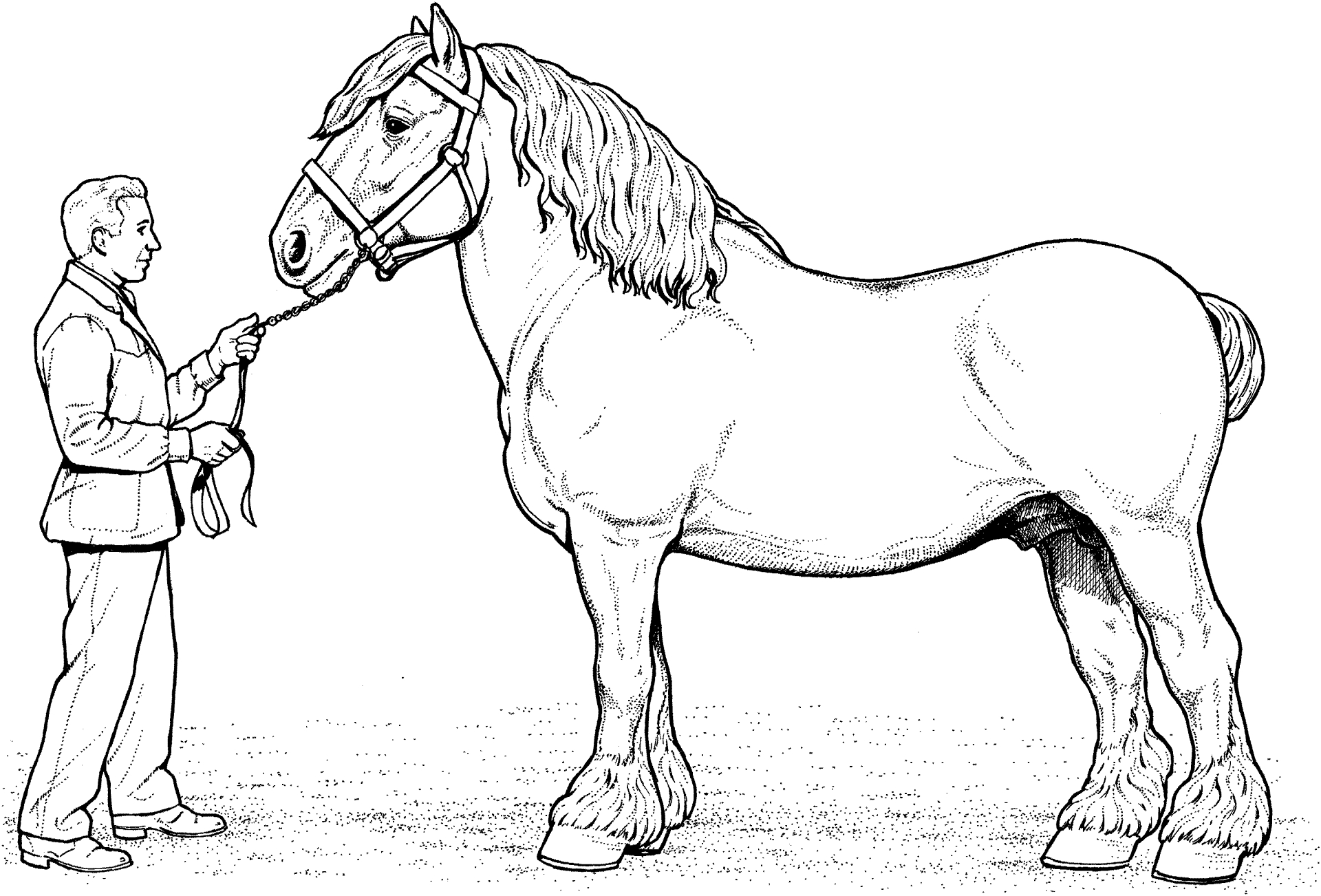 Desenho de Esportes Equestres para colorir e imprimir: número 27
