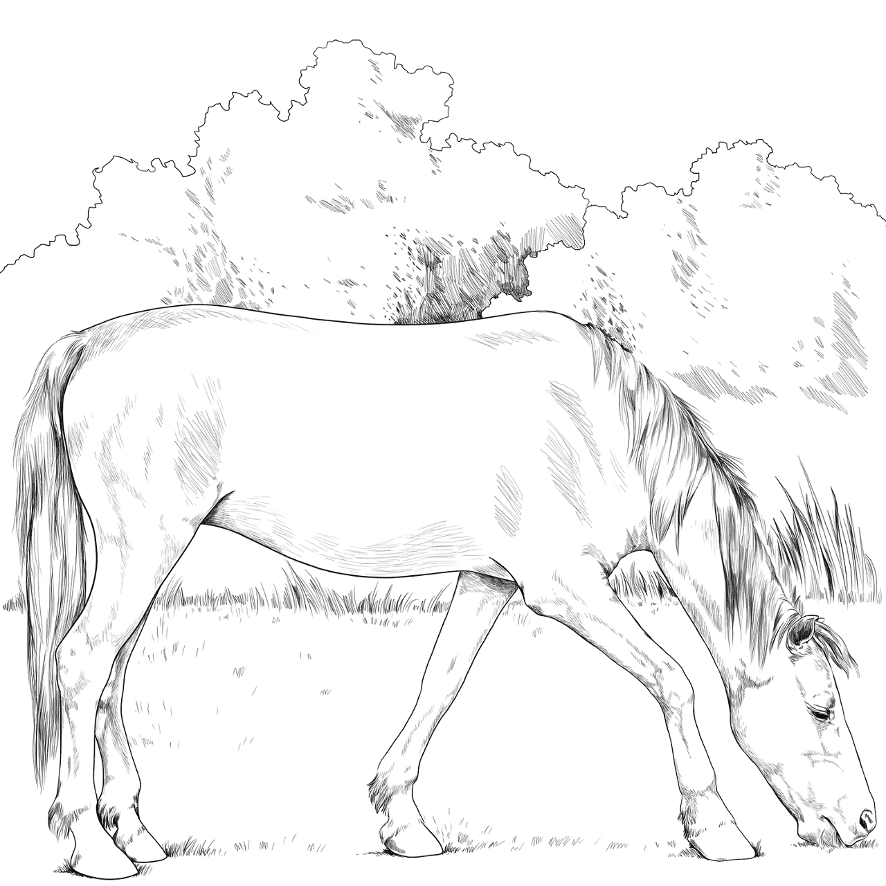 Desenho de Esportes Equestres para colorir e imprimir: número 31