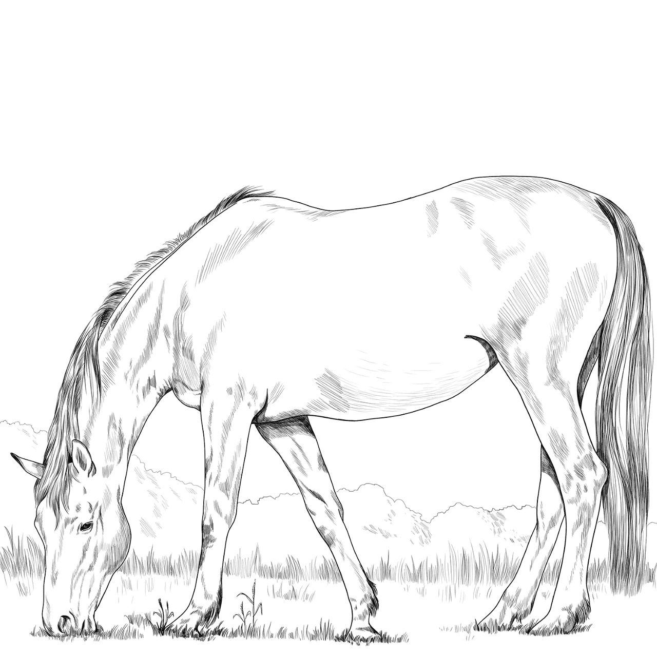 Desenho de Esportes Equestres para colorir e imprimir: número 34