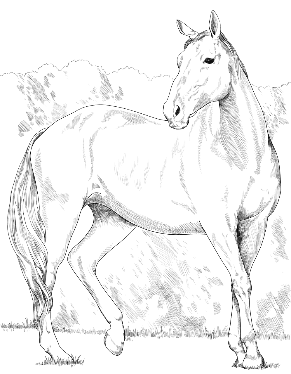 Desenho de Esportes Equestres para colorir e imprimir: número 35
