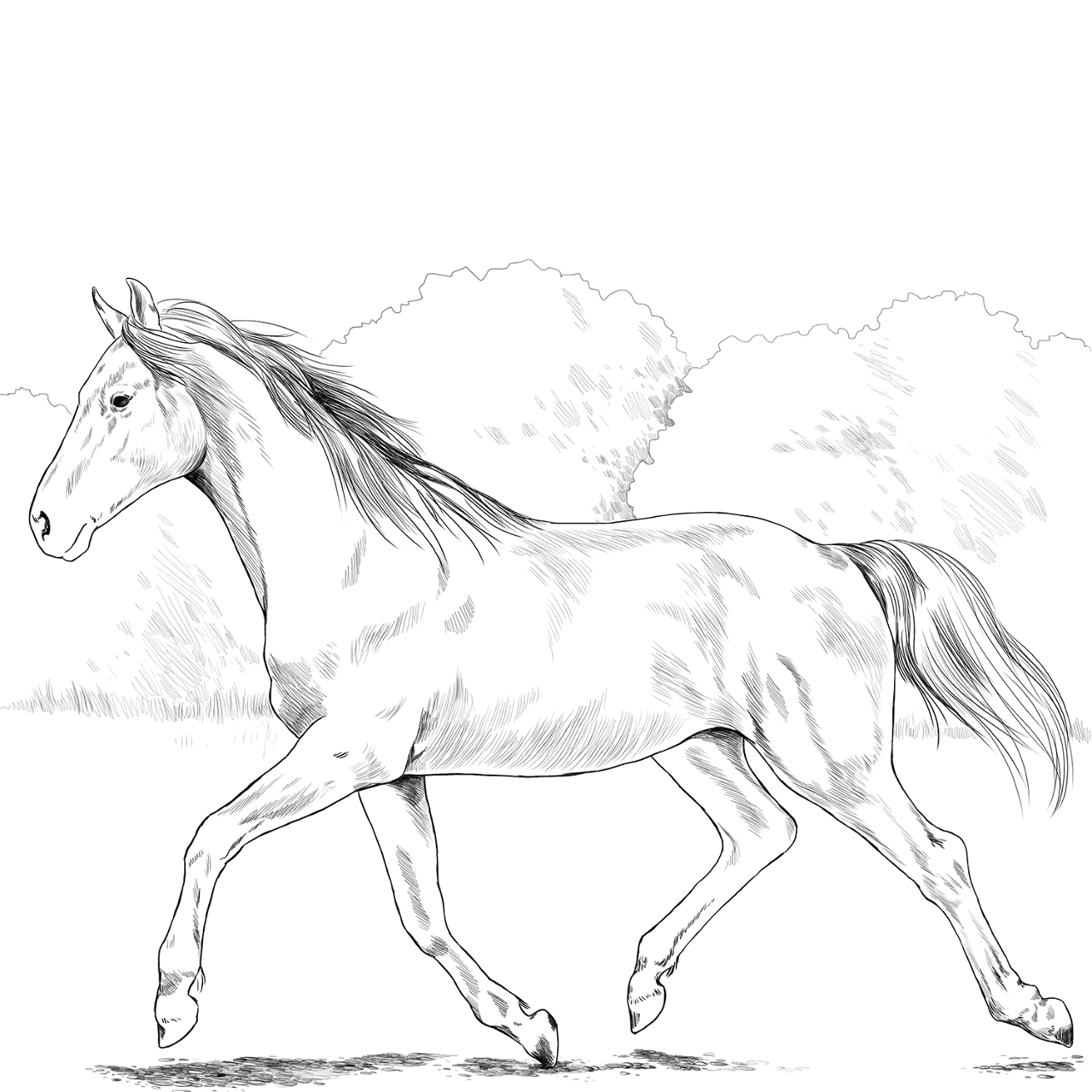 Desenho de Esportes Equestres para colorir e imprimir: número 36