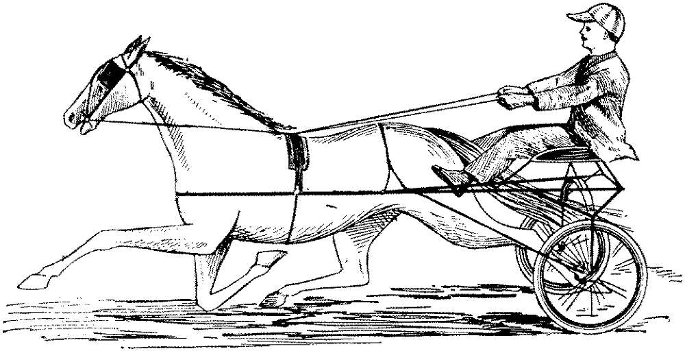 Desenho de Esportes Equestres para colorir e imprimir: número 40