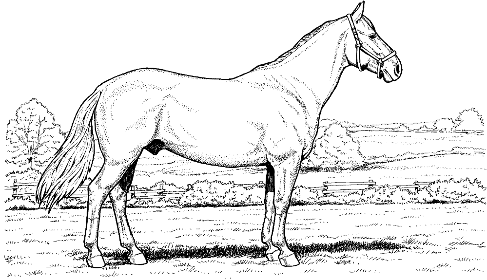 Desenho de Esportes Equestres para colorir e imprimir: número 41