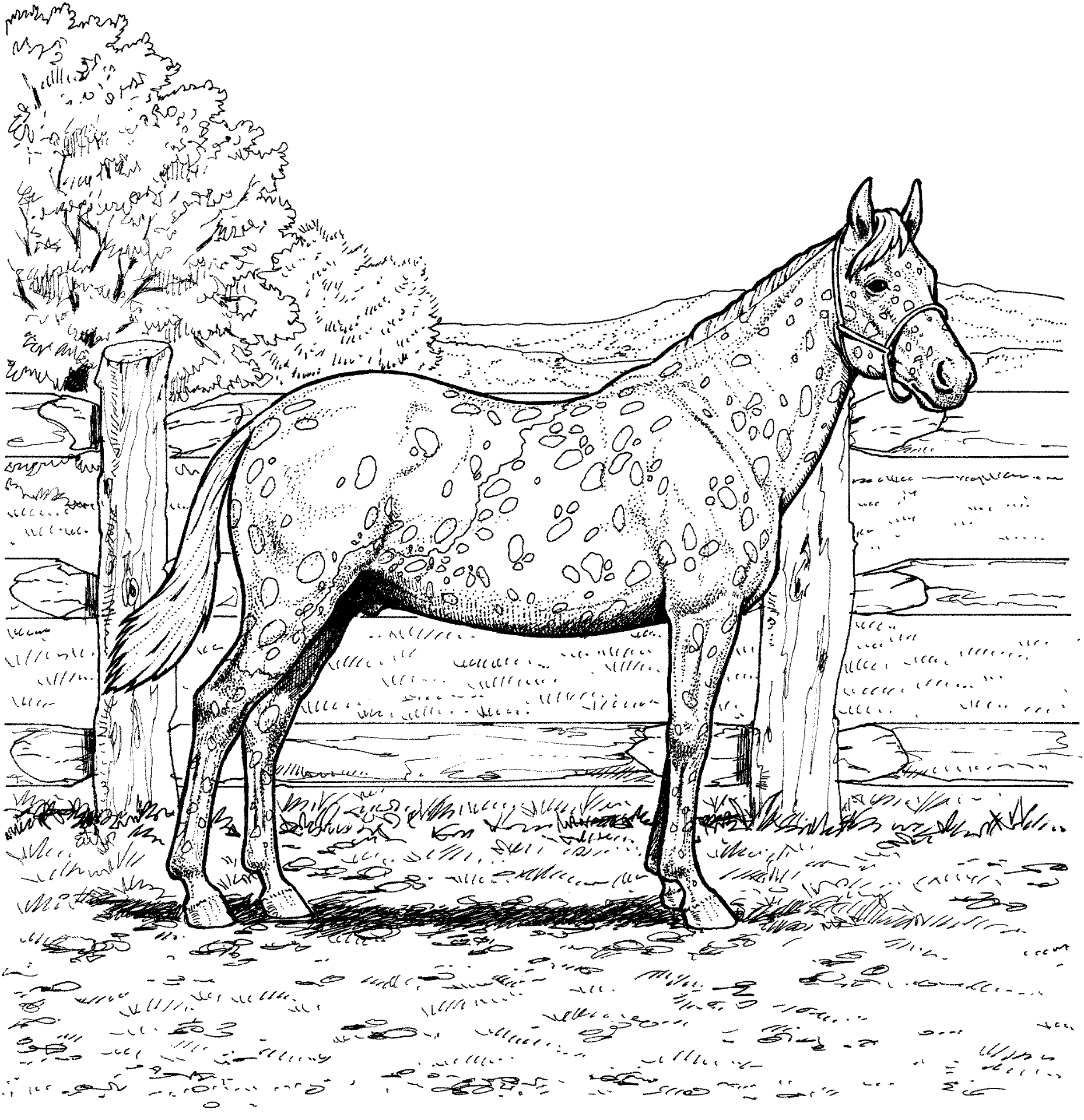 Desenho de Esportes Equestres para colorir e imprimir: número 46