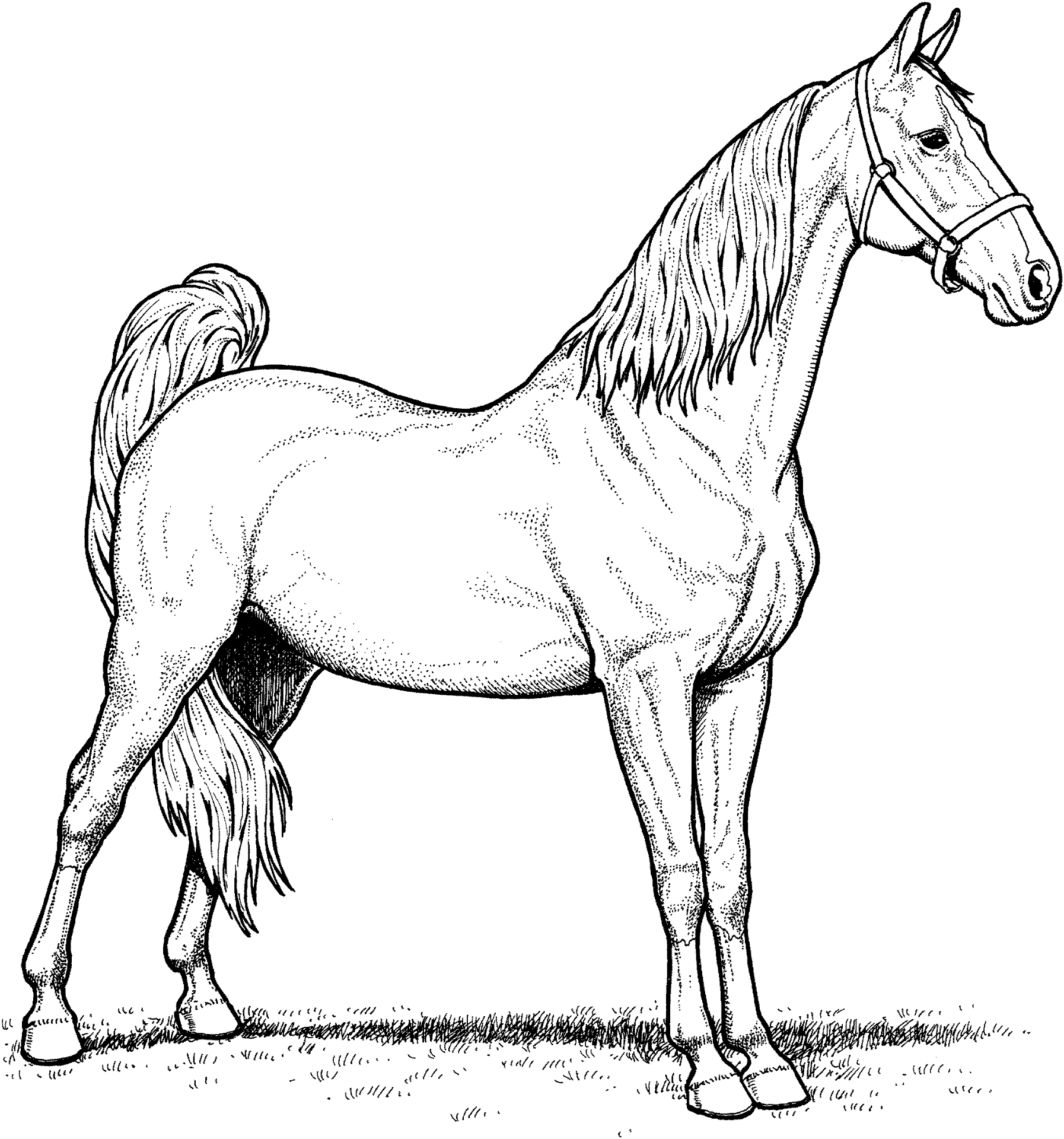 Desenho de Esportes Equestres para colorir