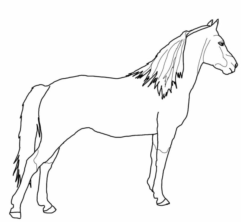 Desenho de Esportes Equestres para colorir