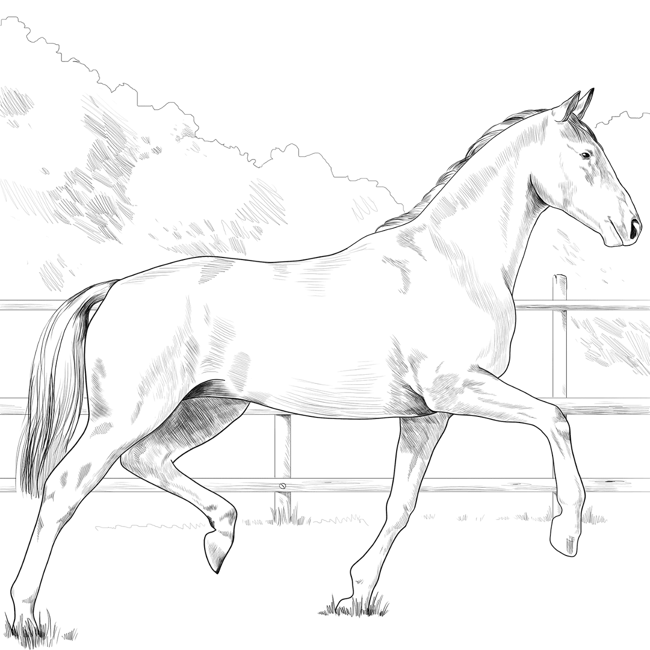 Desenho de Esportes Equestres para colorir