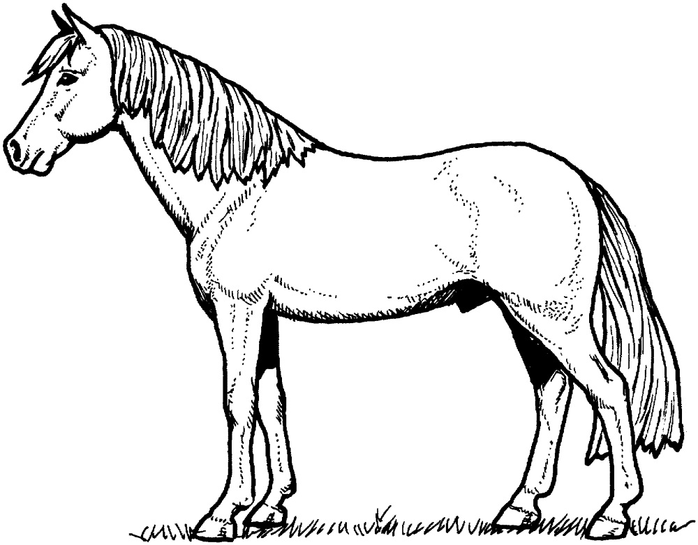 Desenho de Esportes Equestres para colorir